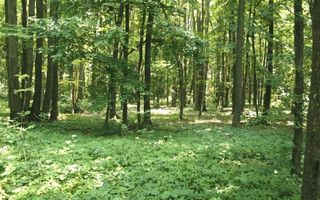 TUNARI - Centura Bucuresti, 16,7 Ha. teren (padure de peste 100 ani) - Poză 3