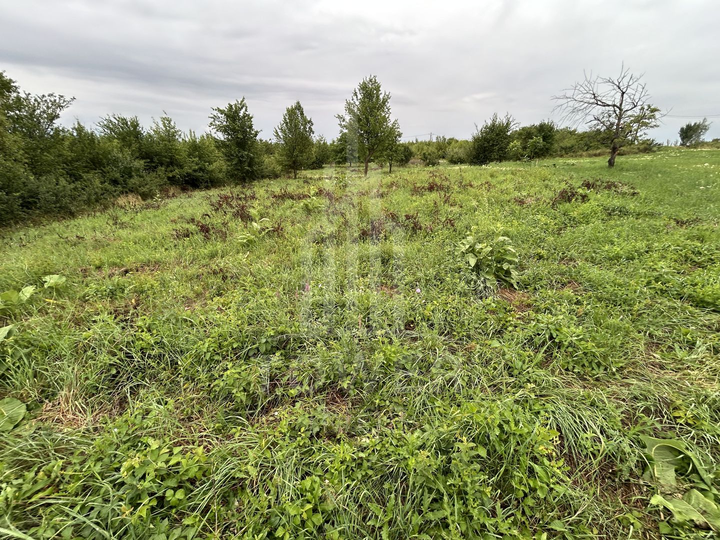 Teren intravilan de vânzare în Daia Nouă – 1.000 mp - Poză 4