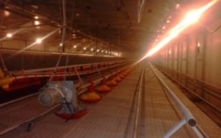 Ferma de gaini ouatoare in sistem free-range | 45.000 mp teren - Poză 5