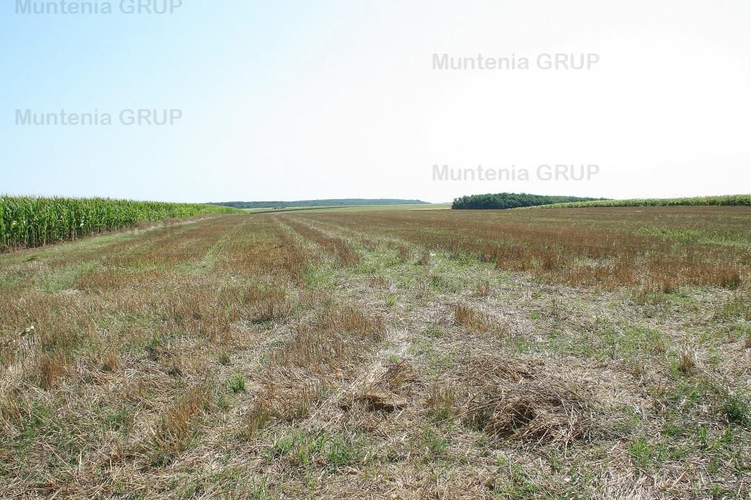 Belciugatele - laga Complexul Turistic Valea Iazurilor, 19720 mp. cu deschidere la balta - Poză 7