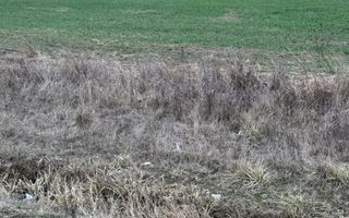 Teren de inchiriat | 20,088 ha | Sacadat | Bihor - Poză 1