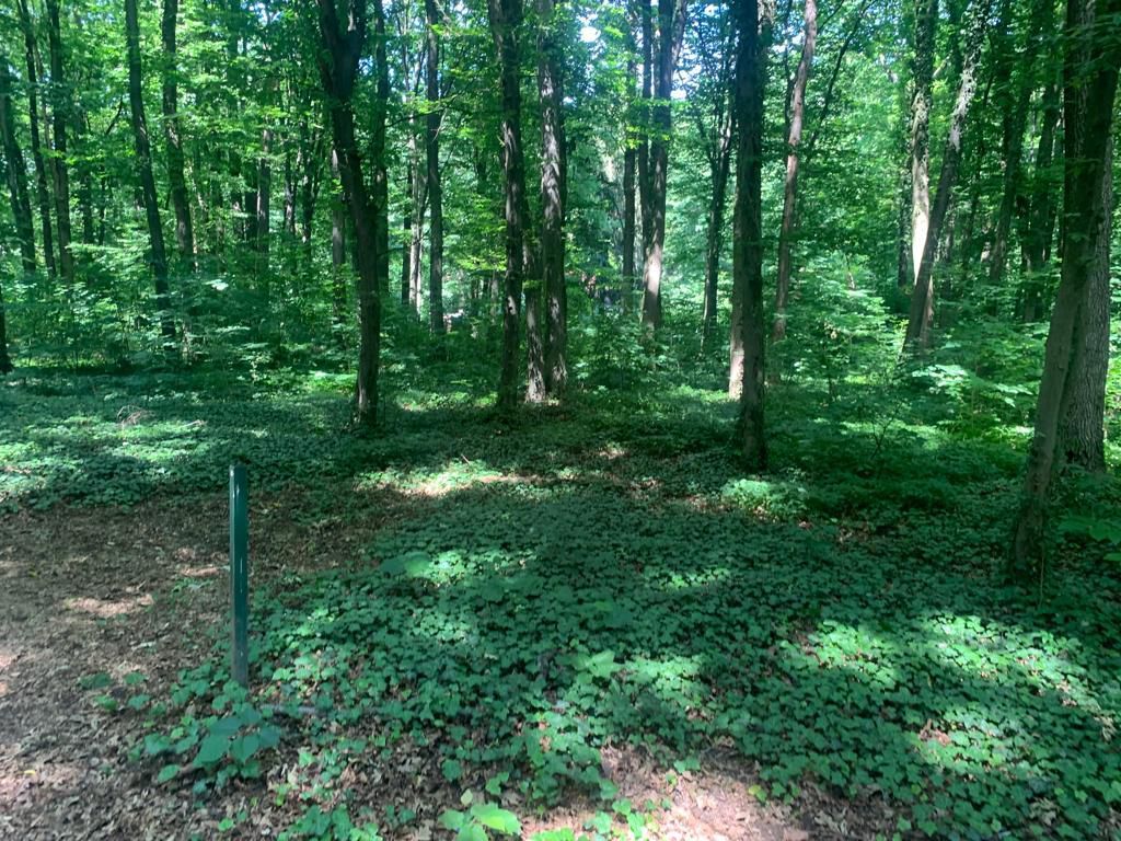 46644 mp teren in Padurea Baneasa proiect exclusivist - Poză 13