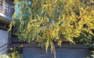 Casa cu mesteacan - DIRECT PROPRIETARI! - spectaculos toamna - Poză 1