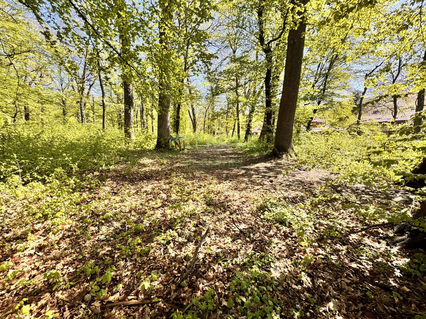 TEREN 7000 MP| DESCHIDERE 40 ML | INTRAVILAN-PADURE | POT 5% | TEREN UNIC | - Poză 7