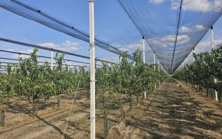 De Vânzare Afacere La Cheie ( ARAD) - Poză 5