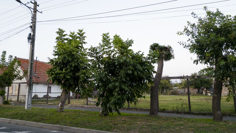 Teren cu Proiect și Autorizație Construcție - Poză 3