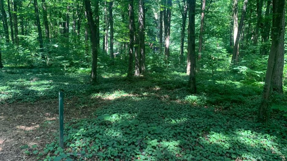 46644 mp teren in Padurea Baneasa proiect exclusivist - Poză 13