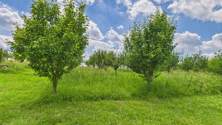 Teren cu baltă- oportunități multiple la Fibiș - Poză 39