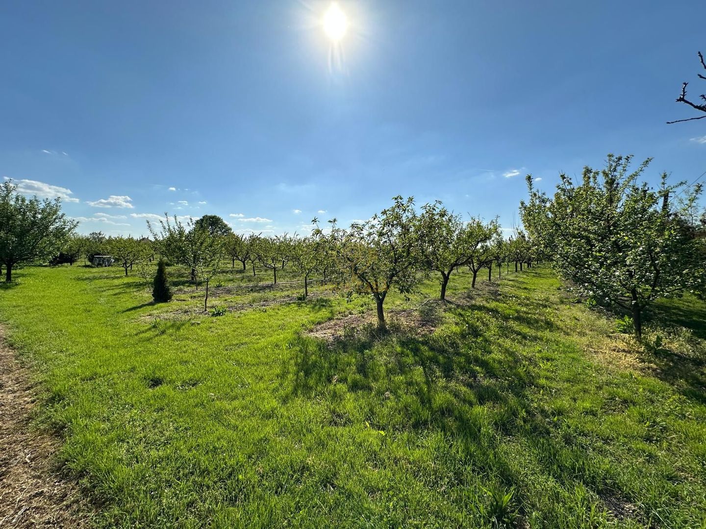 De vanzare Teren 20000MP cu sere/solarii și plantații - Poză 11