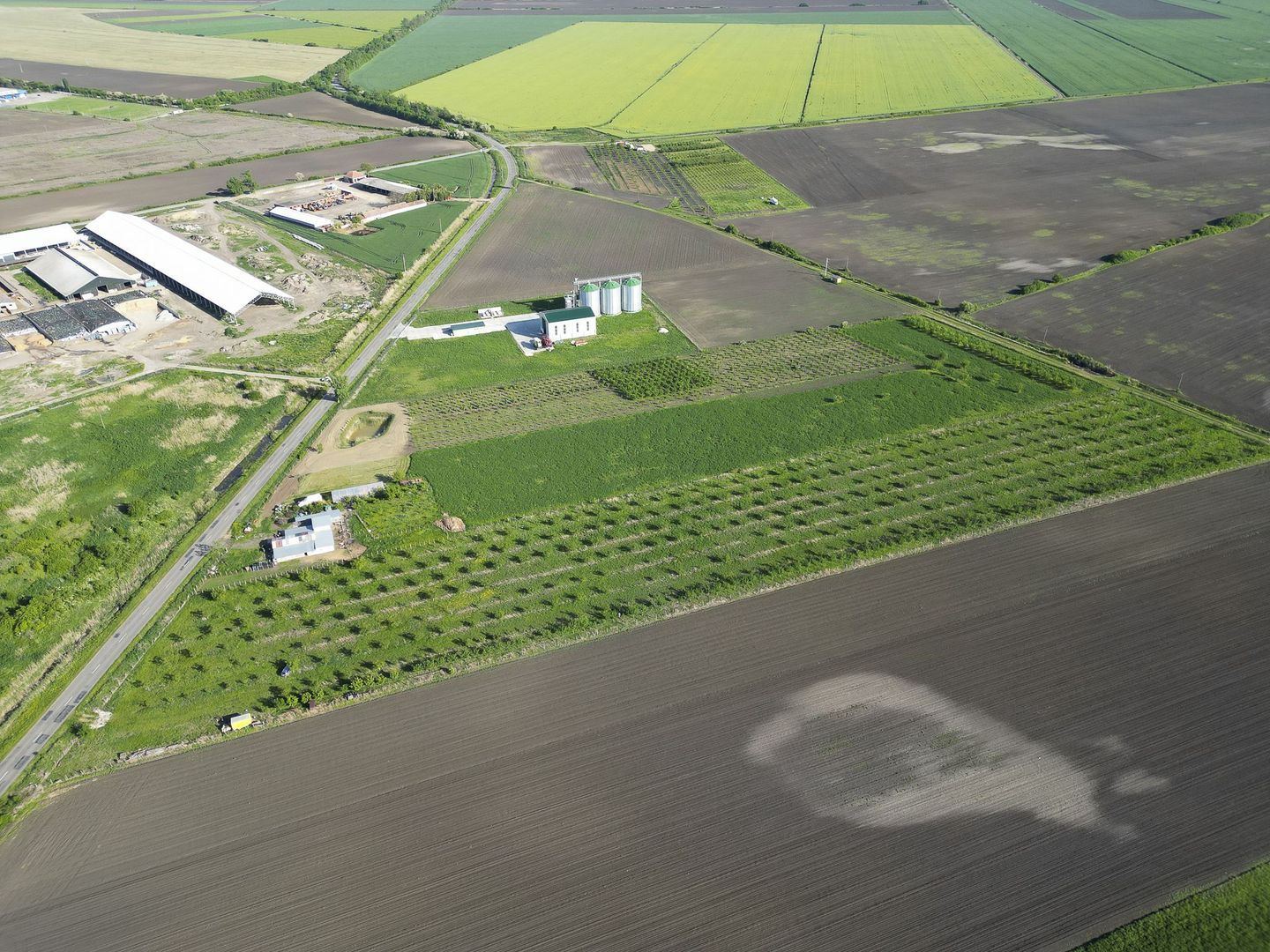 Livadă de nuci și pruni 2.4ha în Variașu Mare - Poză 6