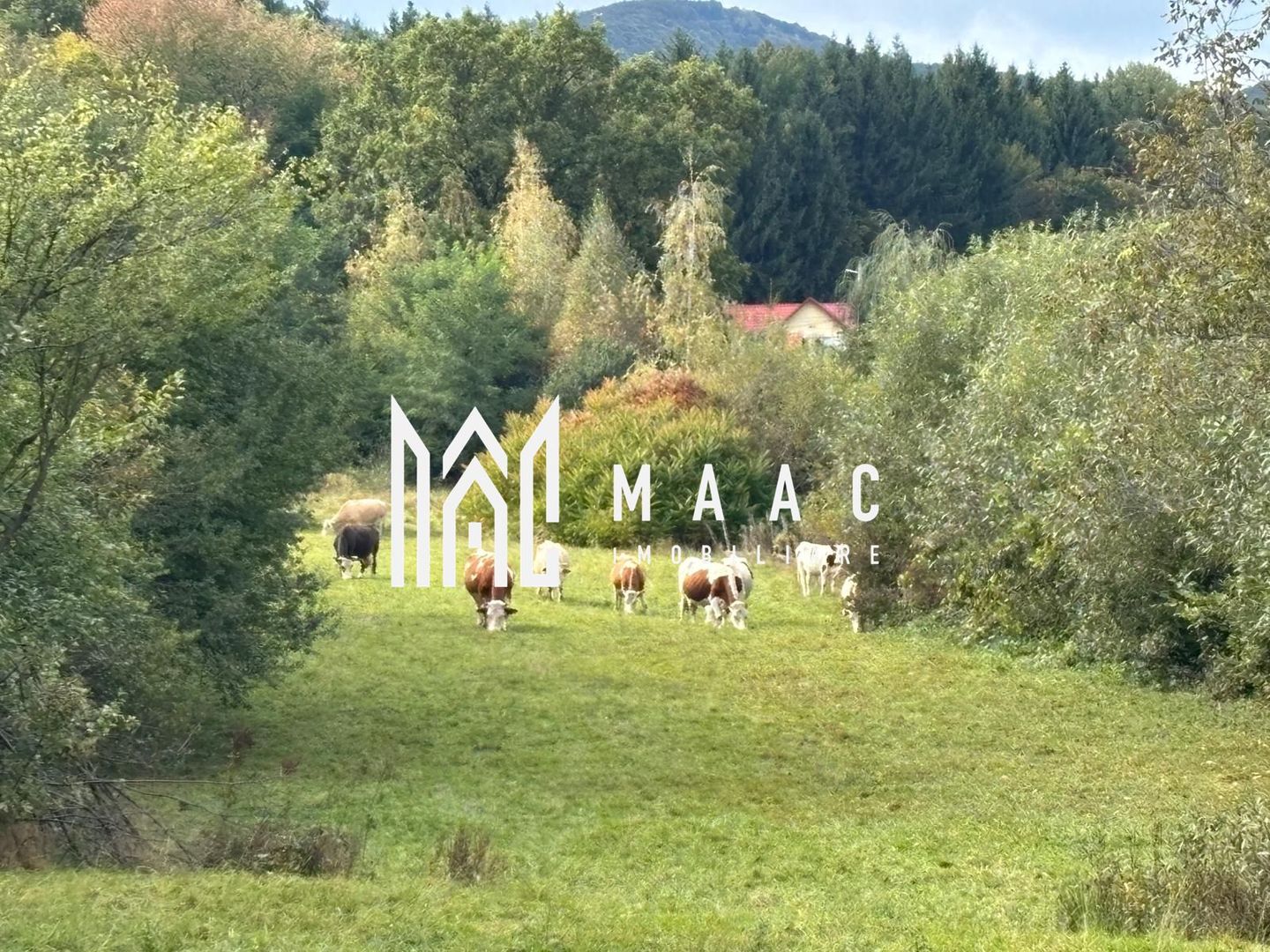 Teren intravilan | UTILITATI | 4717MP | TOCILE - Poză 2