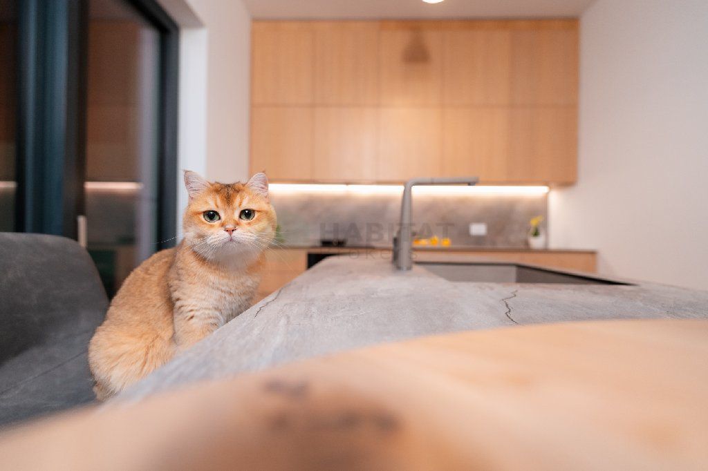 Vila 6 camere / Townhouse Avalon Estate - Poză 6