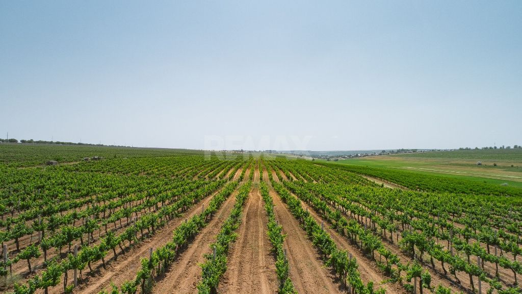 Complex Vitivinicol de Referință în Sudul Moldovei | 206 ha teren agricol | Investiție strategică - Poză 2
