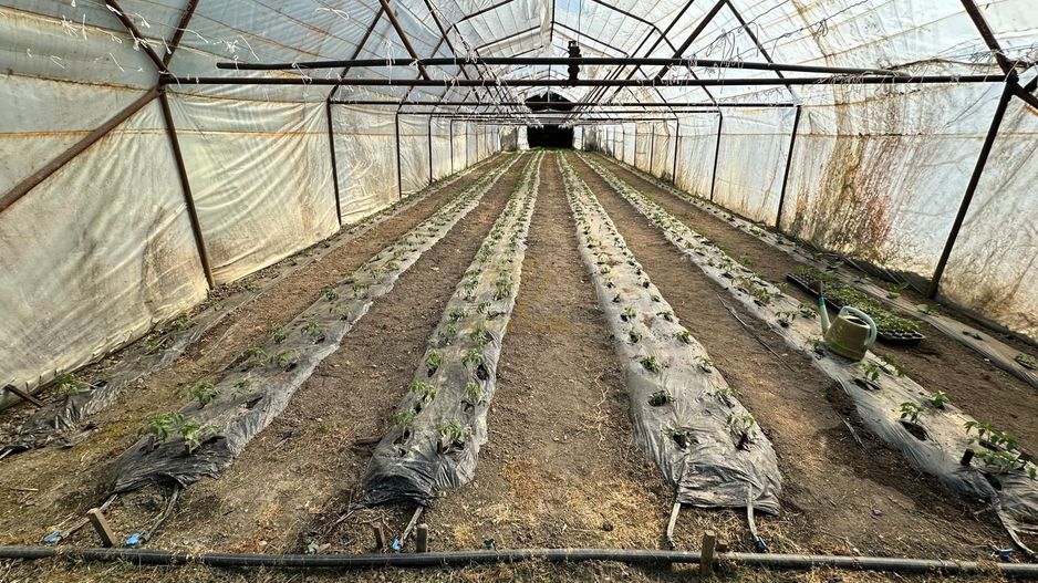 De vanzare Teren 20000MP cu sere/solarii și plantații - Poză 13