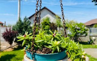 OFERTA VANDUTA - Casa Sacalaz - curte superba | 180 mp, 5 camere - Poză 15