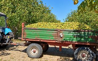 LIVADĂ DE NUCI – 24,5 HA | ȚÎNȚĂRENI, ANENII NOI - Poză 7