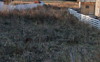 Teren intravilan  – Poiana Stampei 🌲 - Poză 3