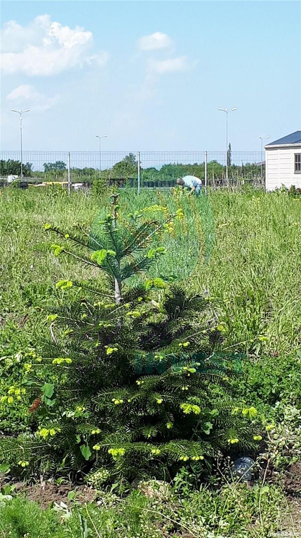 Teren Intravilan Crevedia-Cocani - Academia Titi Aur - Poză 4
