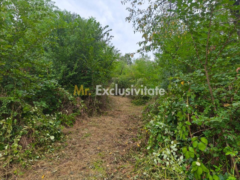Teren intravilan Mosoaia - Hintesti - Poză 2