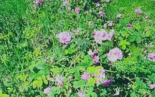 TEREN CU PLANTAȚIE DE TRANDAFIRI ,,ROSA DAMASCENA,\ \CARANSEBEȘ\JUD.CS - Poză 8