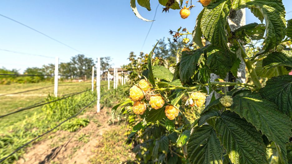 Pret redus Teren generos, intravilan in Șimand - Poză 6