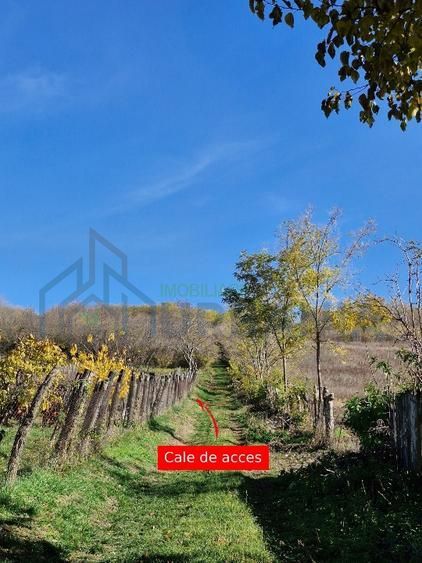 🏡 Teren intravilan 1308 mp Rediu | 9 min (5.8km) Copou / 9 min (5.8km) Pacurari - Poză 6