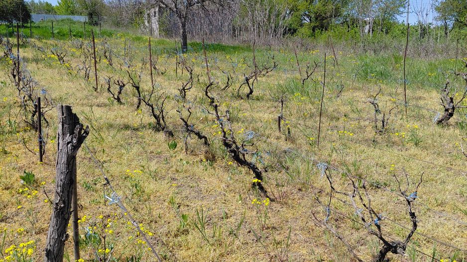 Teren intravilan 3.250 mp în Filești – Ideal pentru casă sau investiție! - Poză 23