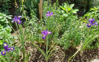 Dristor, Piata Ramnicu Sarat, casa - Poză 15