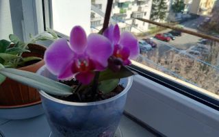 Garsonieră confort 1, complet renovată, situată central – Strada Cocorilor - Poză 9