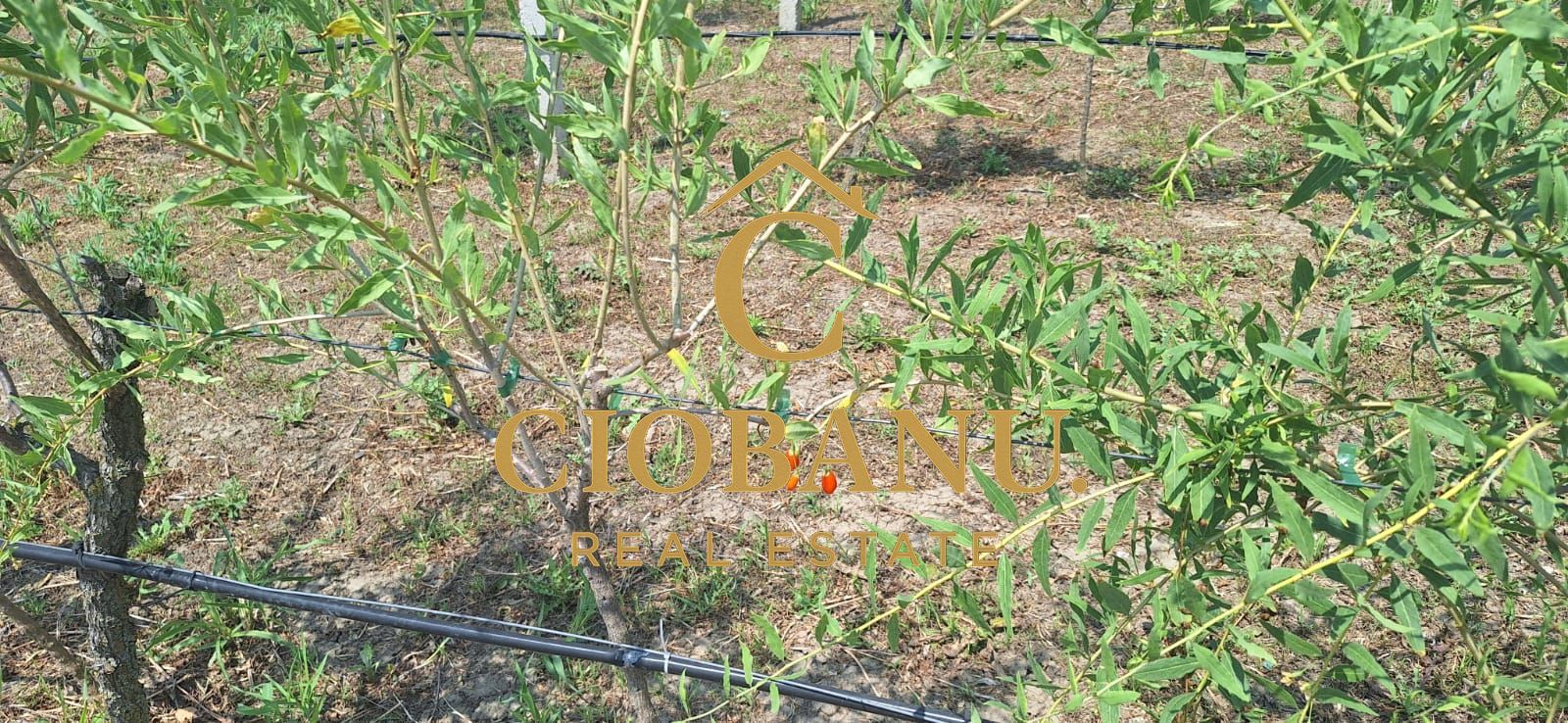Teren intravilan cu PLANTATIE DE GOJII de vanzare in Racari - Poză 5