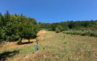 De vanzare Casa cu teren 3500MP in Sabisa/Maramures - Poză 11