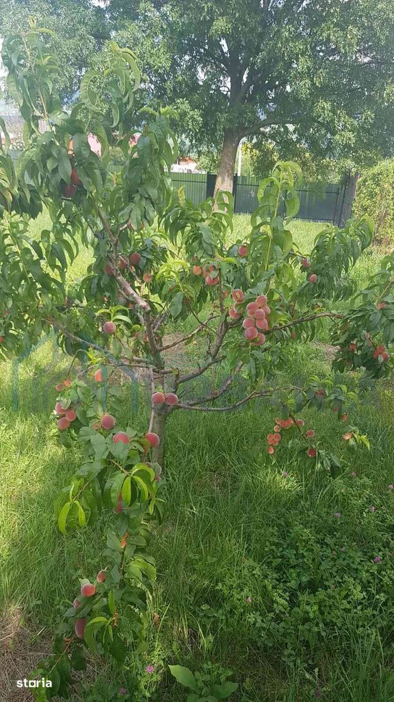 Teren intravilan de vânzare - 6200mp, pădure în apropiere - Poză 15