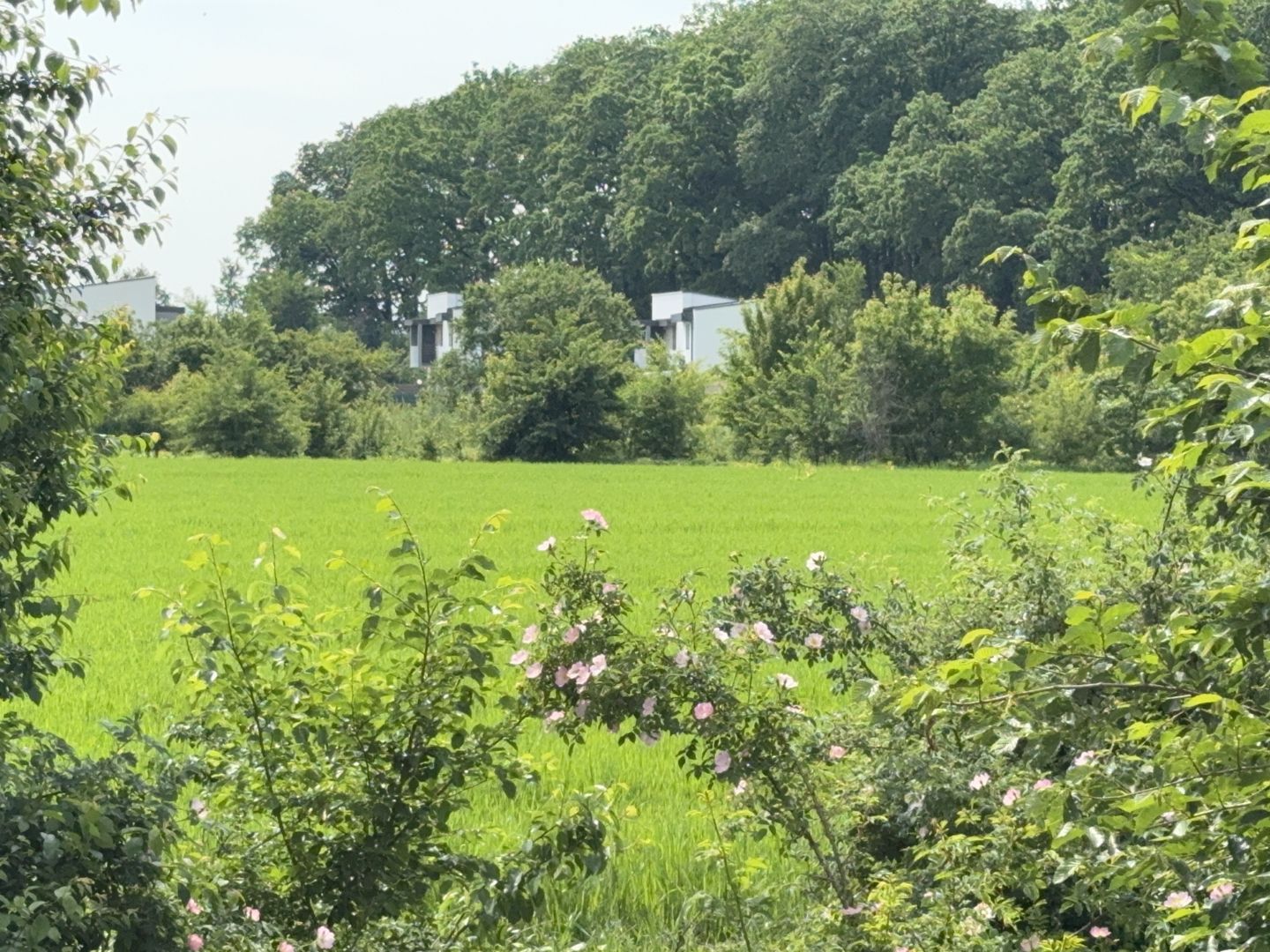 Teren intravilan 498,02 mp langa pădure , strada privata Corbeanca - Poză 9