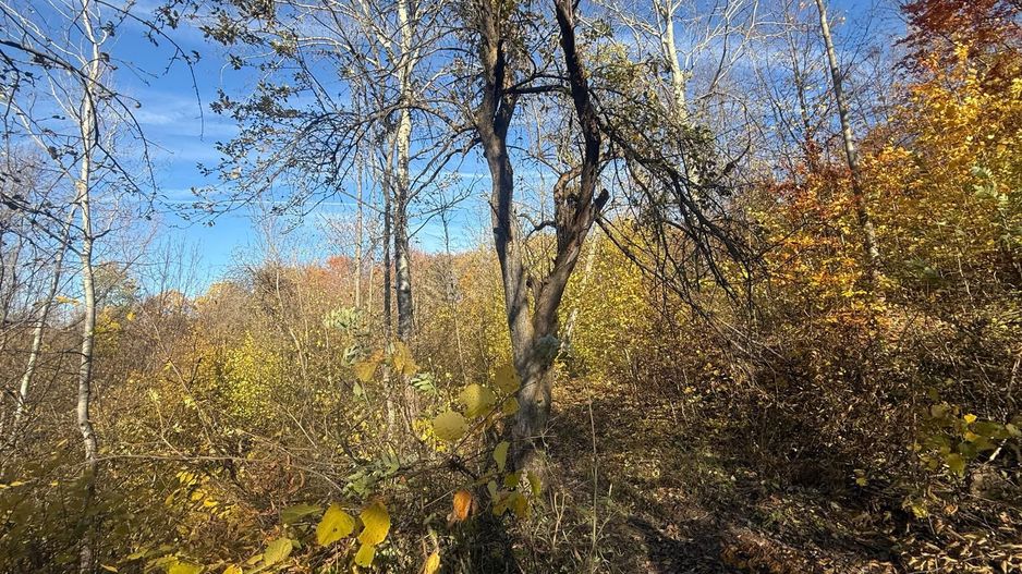 Teren langa pădure 6400mp+casa demolabila-deschidere 35 ml - Poză 16