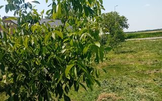Vand/Schimb Livada Belint 16000mp - Poză 17