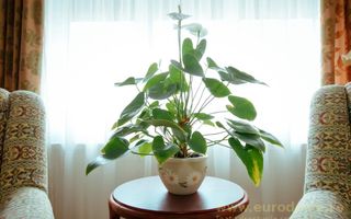 Casa renovata, mobilata si utilata complet - Poză 18