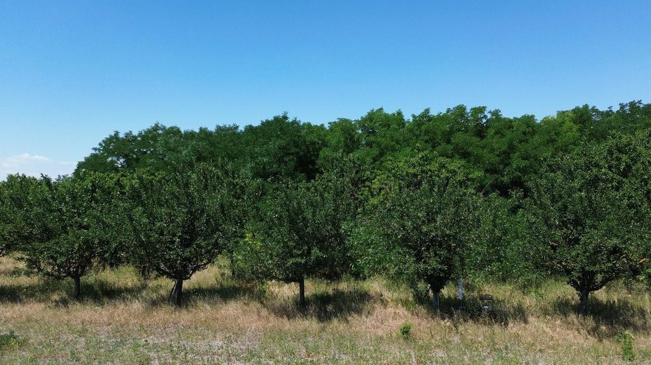Teren cu livadă – 9.000 mp –la 400 m de ieșirea din Chișinau Cris - Poză 9