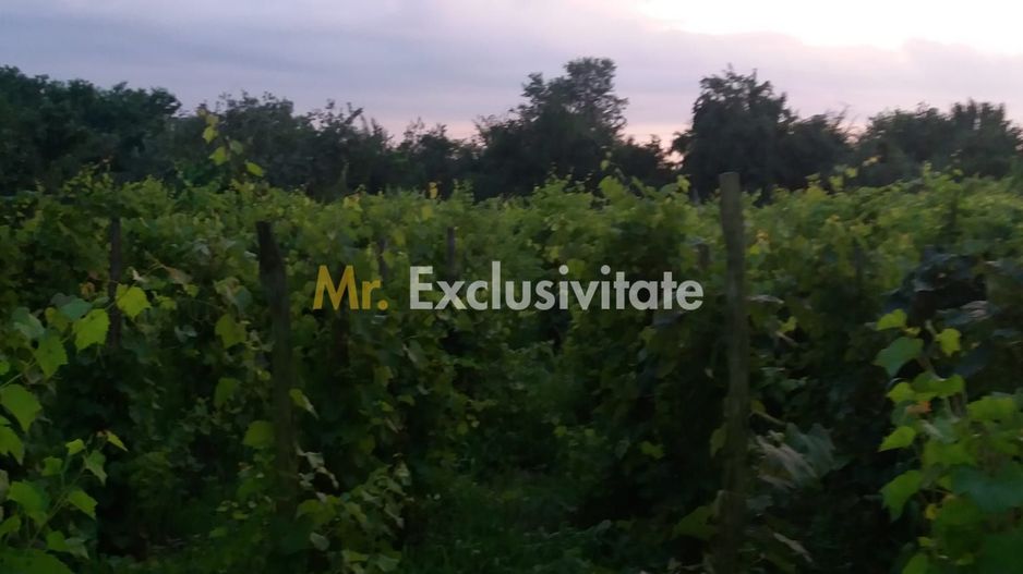 Casă individuală cu 4 camere în Burila Mare, jud. Mehedinți - Poză 38
