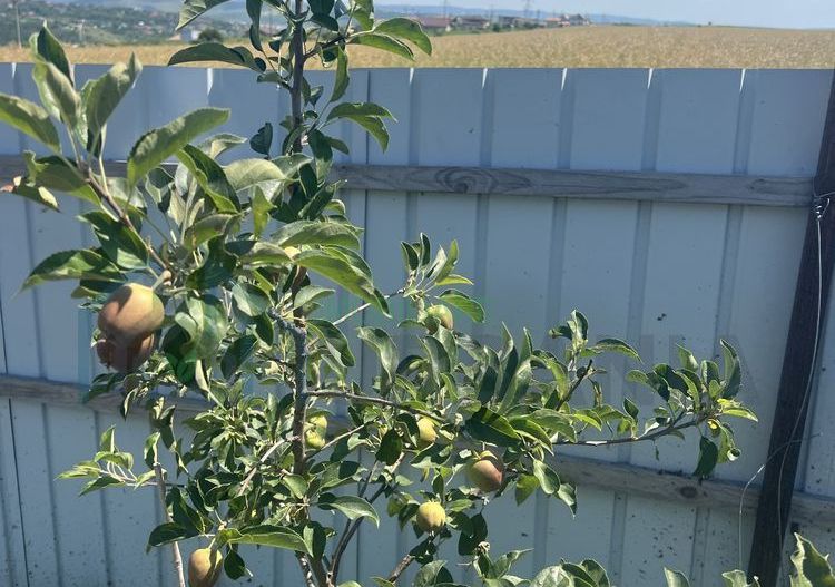 Teren de vânzare, zonă în dezvoltare, Valea Lupului, Brătuleni - Poză 7