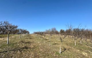 Teren intravilan | Berința | 5800 mp - Poză 2