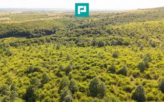 TEREN AGRICOL EXTRAVILAN  22.900 MP LIPOVA - Poză 14