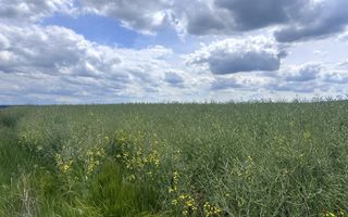 Teren Extravilan | Oportunitate de investiție | Bihor - Poză 1