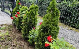 Black Friday I Teren de vânzare I Intravilan I Valea Avrigului - Poză 3