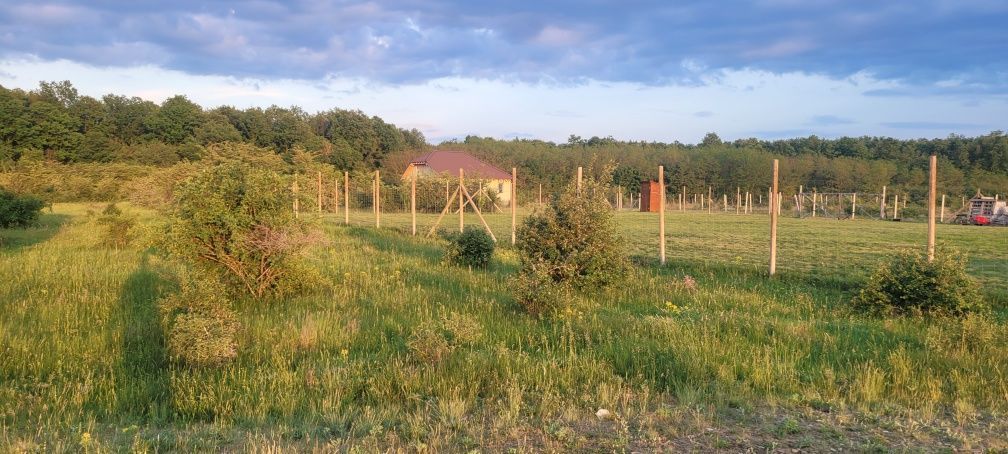 Teren intravilan in Gepiu - Poză 2