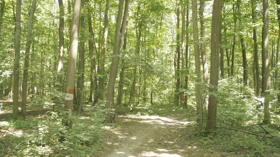 Ocazie ! PIPERA - padurea Baneasa, 7 Ha. in apropiere de Rez. Oxford - Poză 4