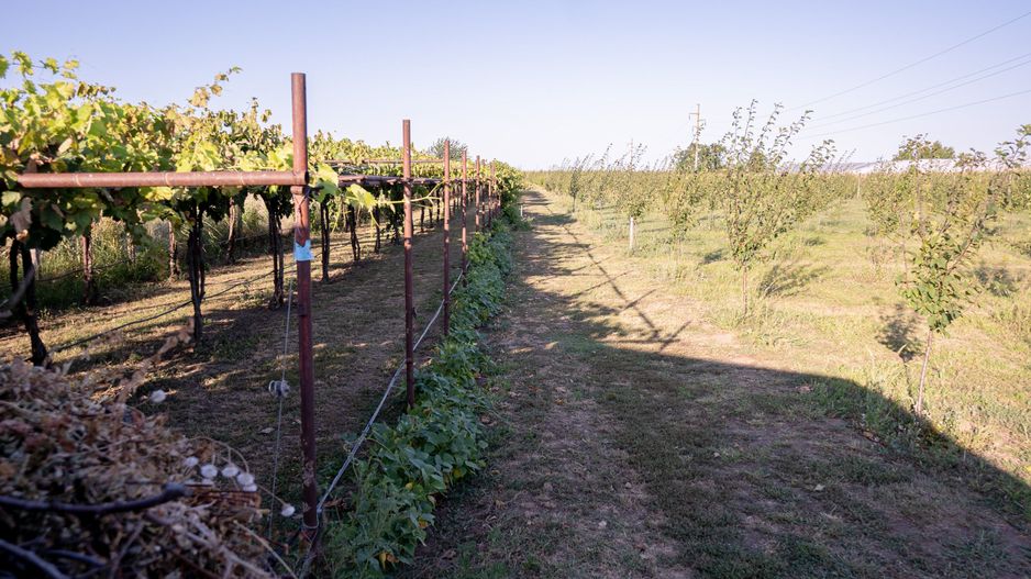 Casă de vânzare Furceni – 7 camere, teren 8.000 m - Poză 28