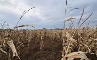 Teren de vânzare | 52 ari | intravilan | Zonă liniștită | Rădăuți - Poză 9