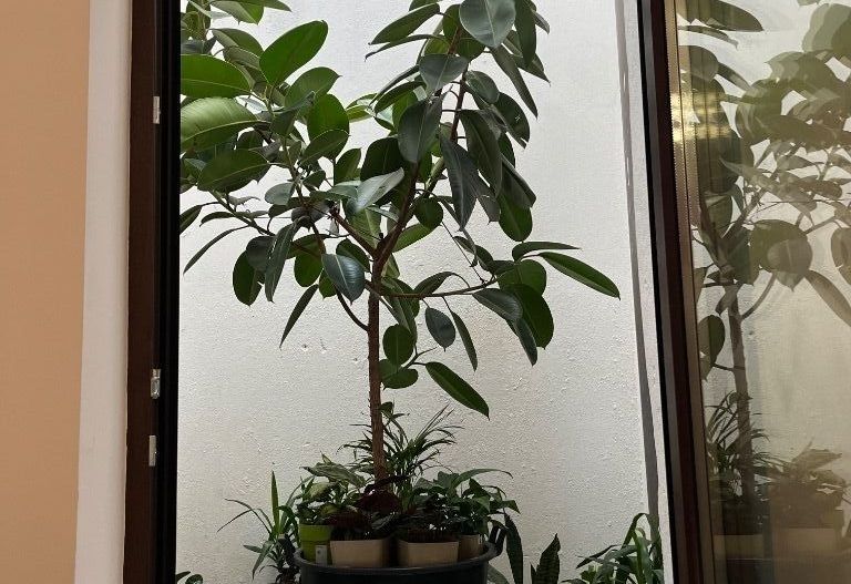 Vila  Centrul Bucurestiului - Parcul Carol - Poză 10