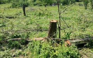 Teren Salatrucel | 8300 m | 12 euro/ metru | Intravilan si extravilan | - Poză 3