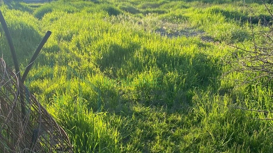 Casă 250 mp, teren 1.050 mp, Vulturi, la 8 km de Copou - Poză 3